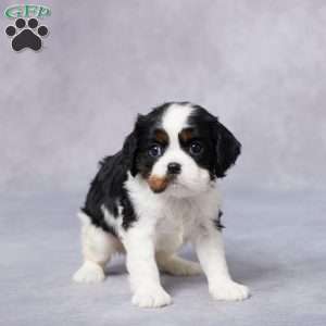 Iris, Cavalier King Charles Spaniel Puppy